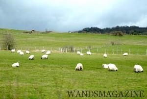 表紙画像：スペインのバスク地方で草を食む羊たち